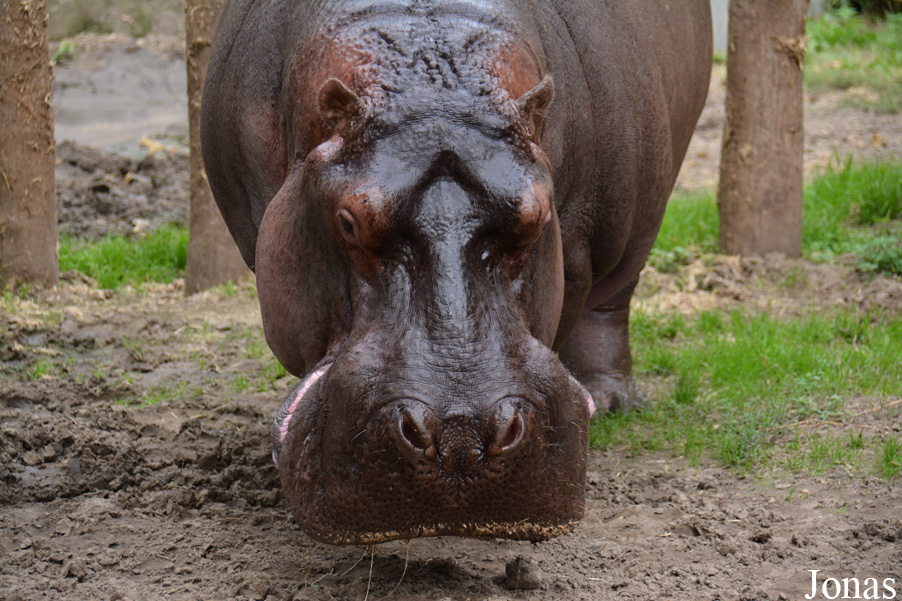 Hippopotamus amphibius