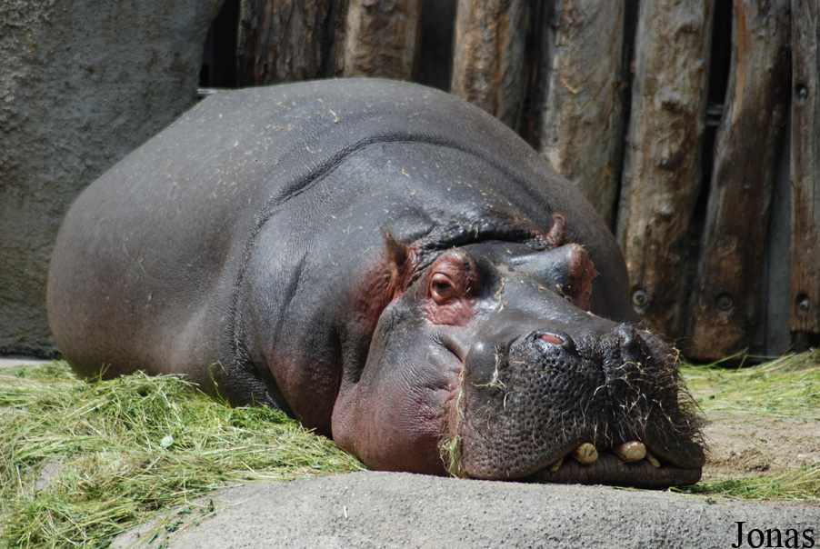 Hippopotamus amphibius