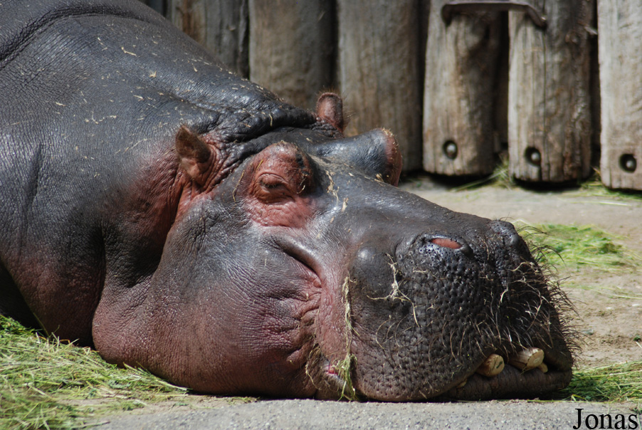 Hippopotamus amphibius