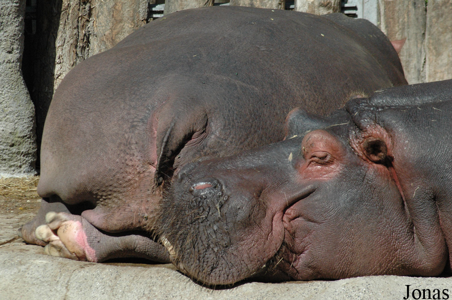Hippopotamus amphibius