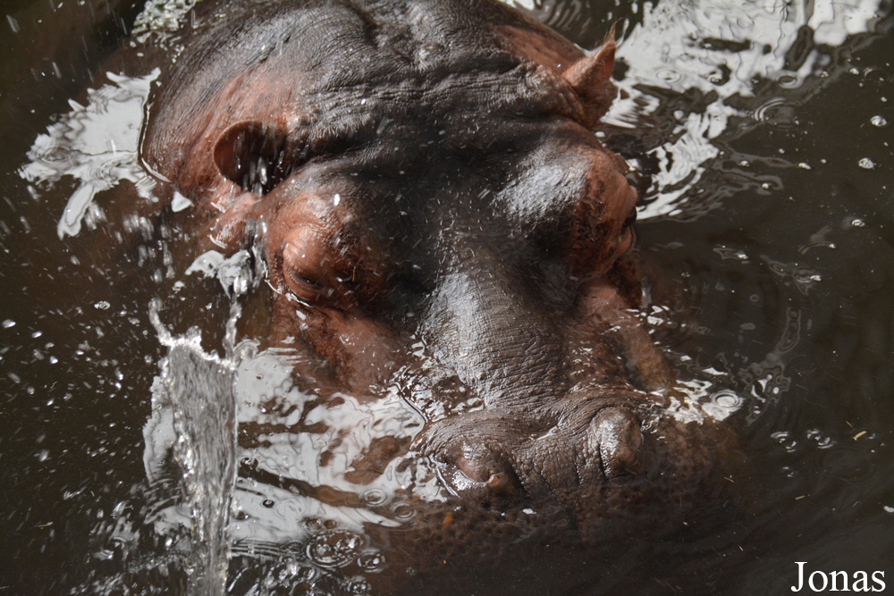 Hippopotamus amphibius