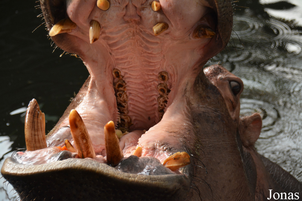 Hippopotamus amphibius