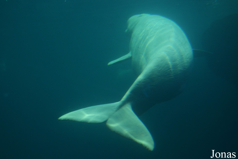 Delphinapterus leucas