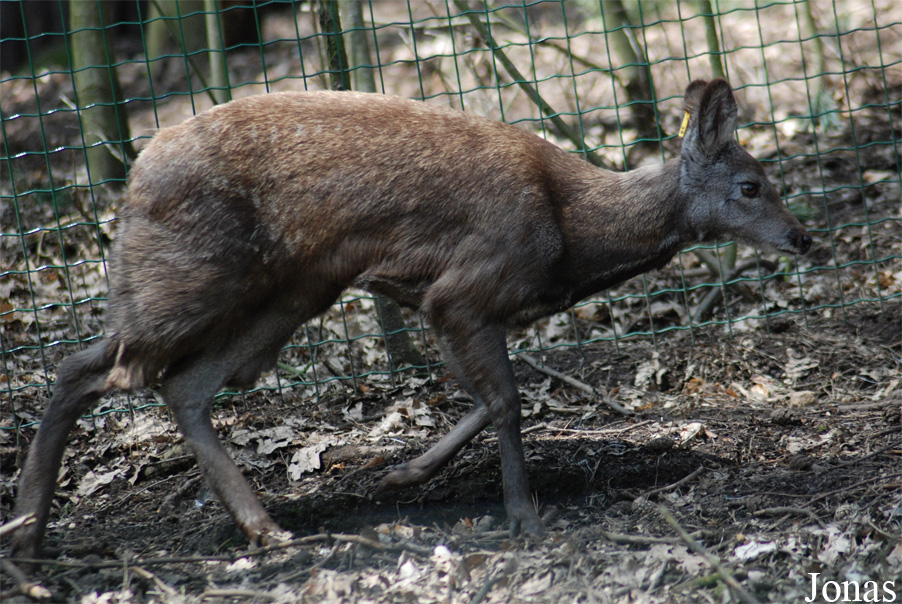 Moschus moschiferus