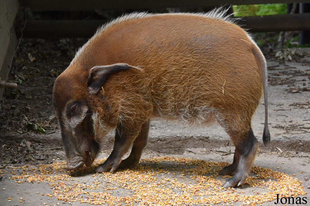 Potamochoerus porcus