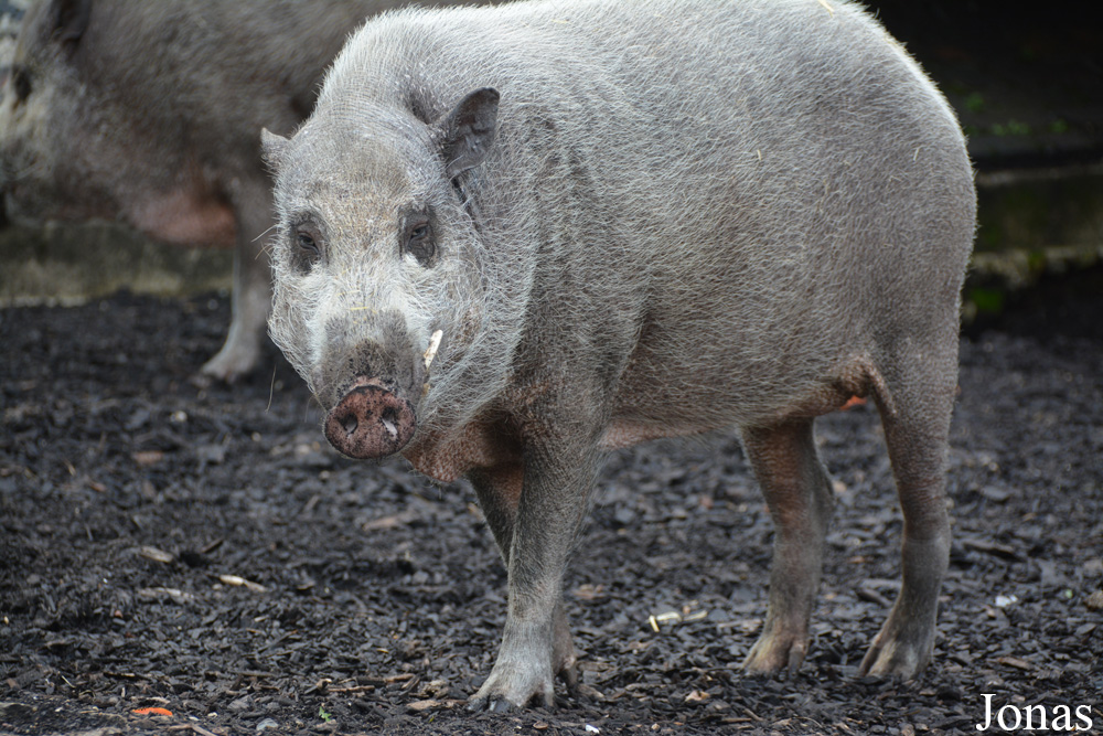 Sus barbatus barbatus