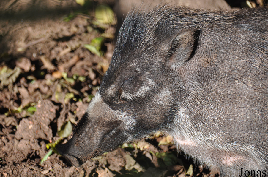 Sus cebifrons negrinus