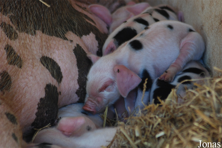 Cochon de Bayeux