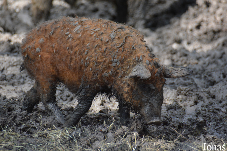 Cochon Mangalitza