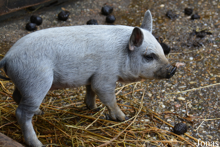 Cochon Mangalitza