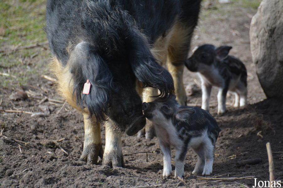 Cochon Mangalitza