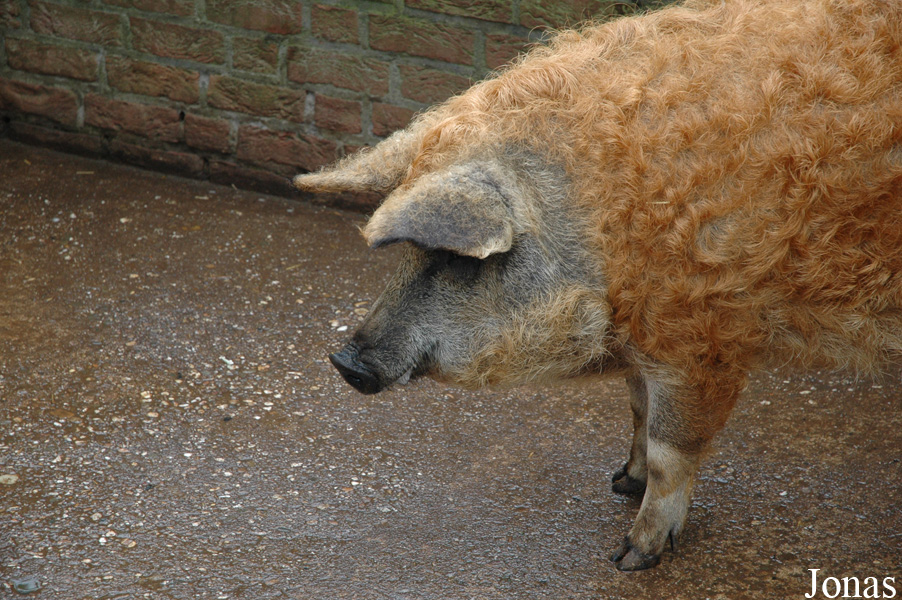Cochon Mangalitza
