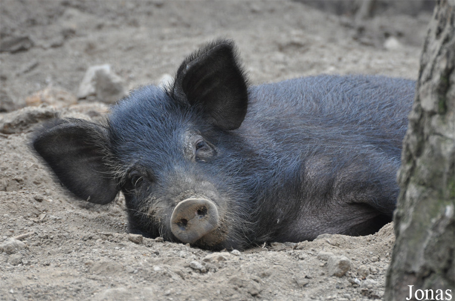 Cochon Meishan