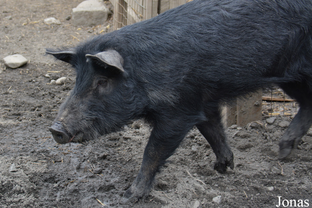 Cochon Mulefoot