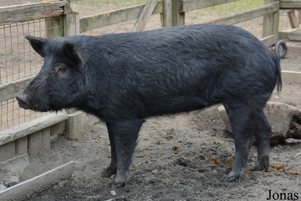 Cochon Mulefoot