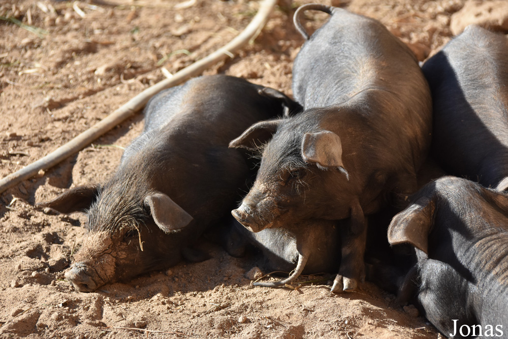 Cochon Negre Mallorquí
