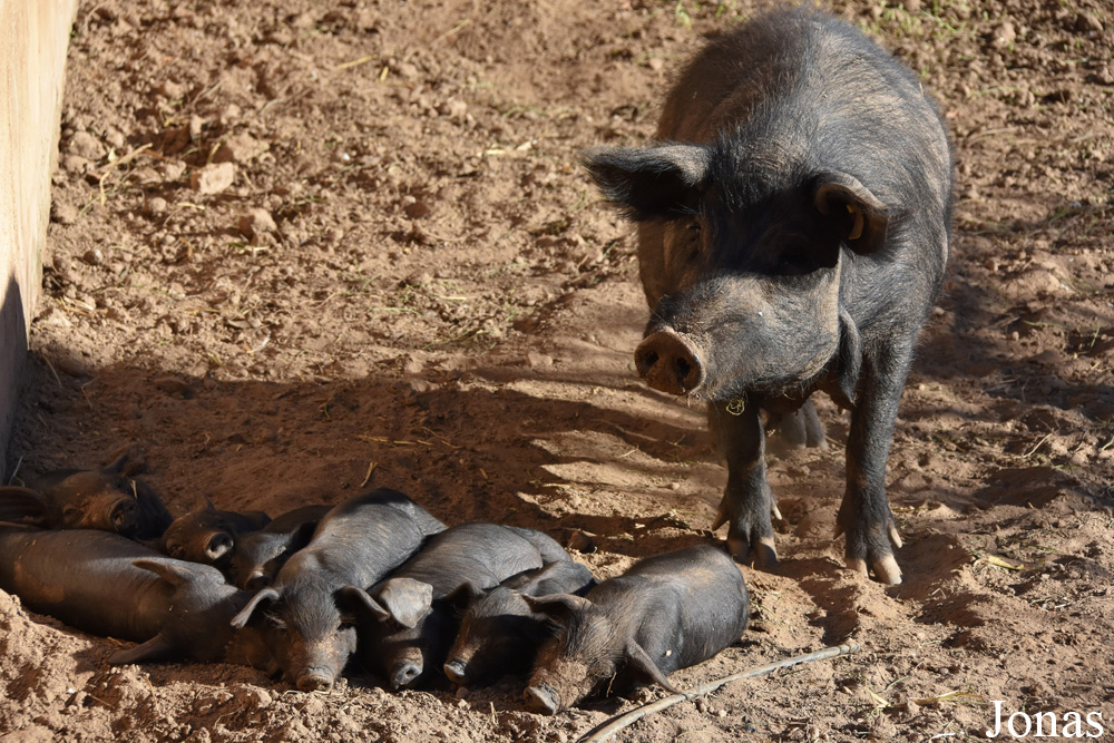Cochon Negre Mallorquí