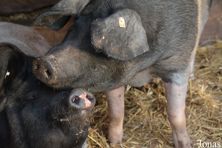 Cochon Schwäbisch-Hällische Landschwein