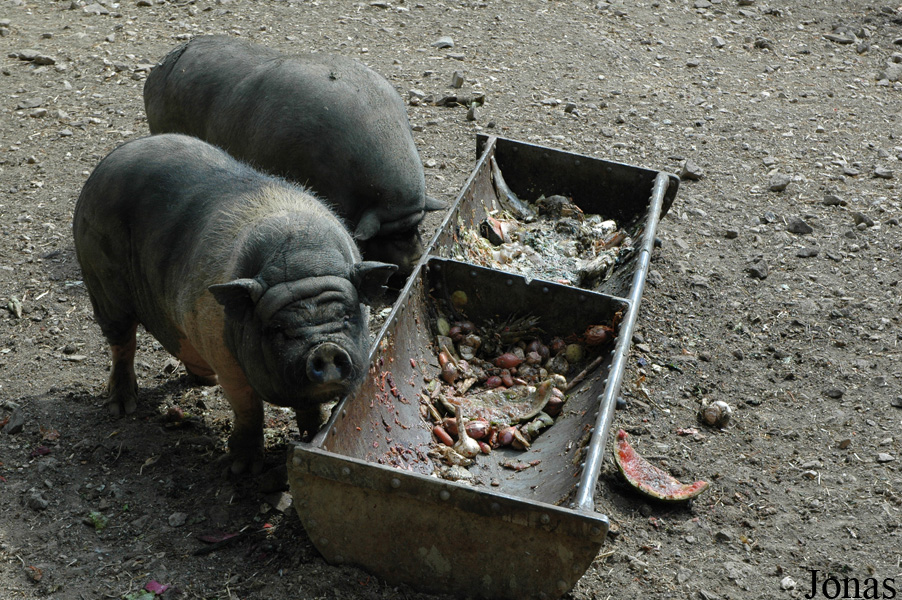 Cochon Vietnamien