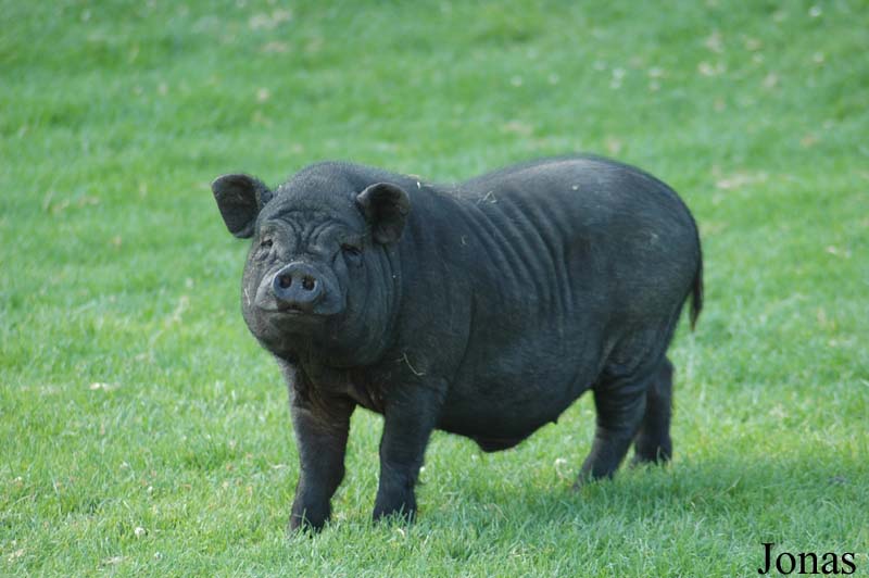 Cochon Vietnamien
