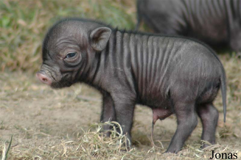 Cochon Vietnamien
