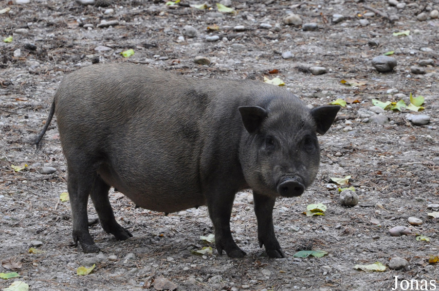Cochon Vietnamien