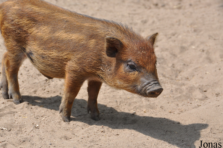 Cochon Vietnamien
