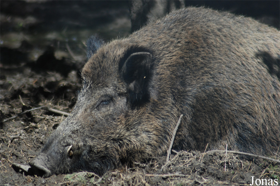 Sus scrofa scrofa