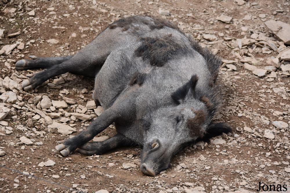 Sus scrofa scrofa