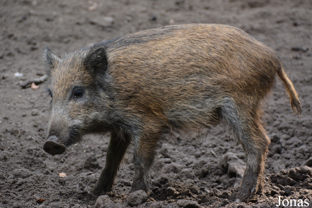 Sus scrofa scrofa