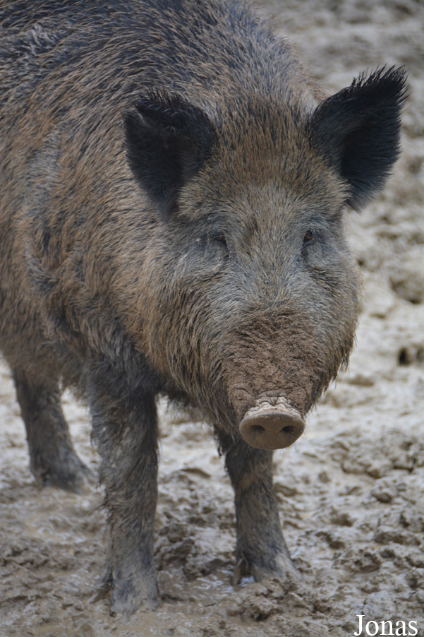 Sus scrofa scrofa