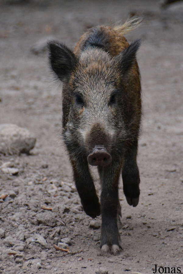 Sus scrofa scrofa