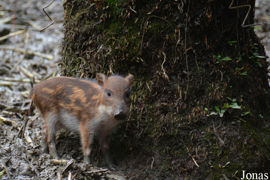 Sus scrofa taivanus