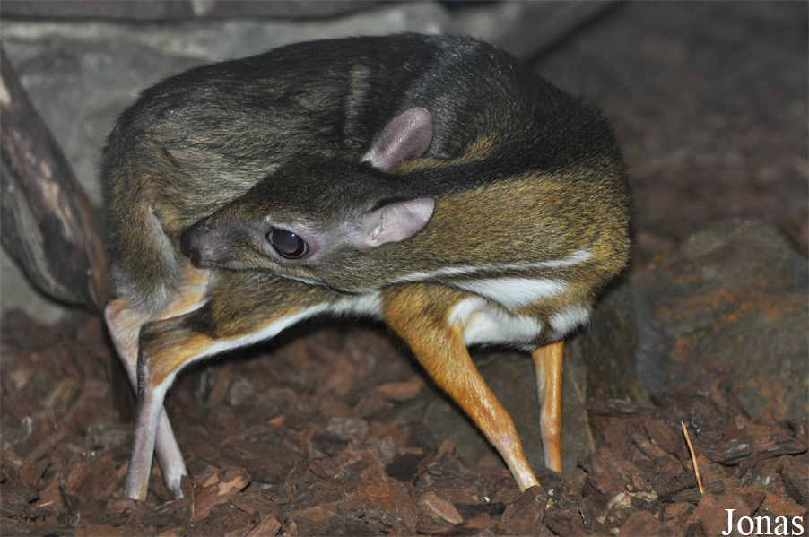 Tragulus javanicus