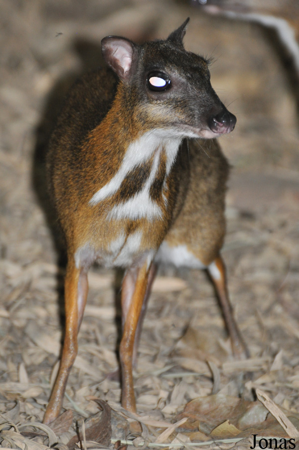 Tragulus kanchil