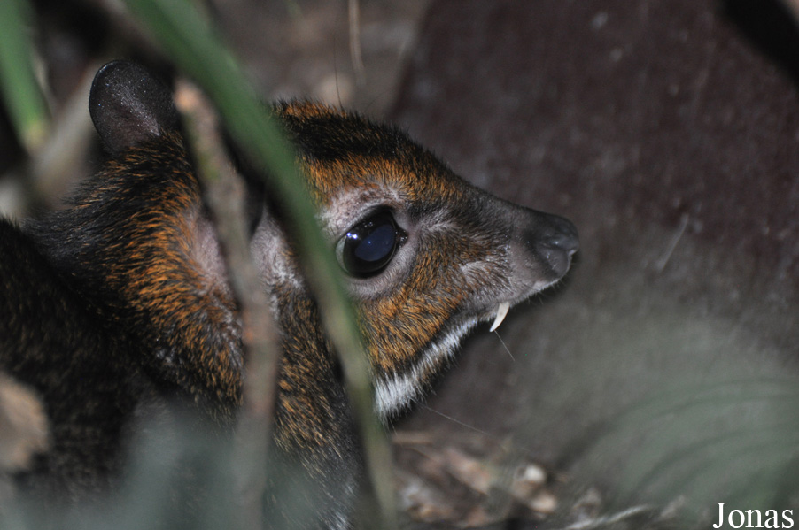 Tragulus nigricans