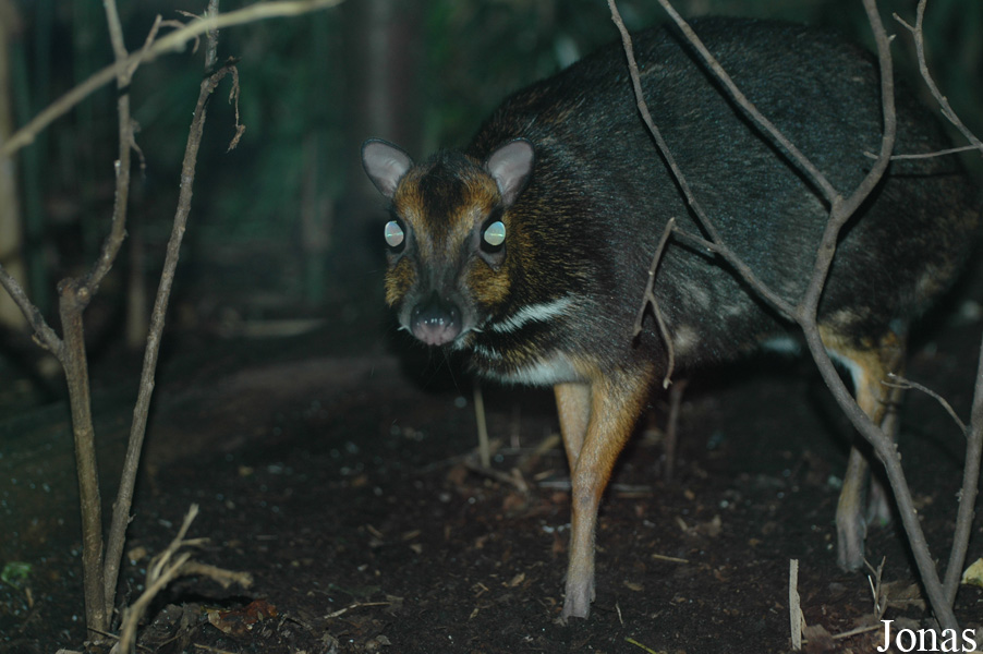 Tragulus nigricans