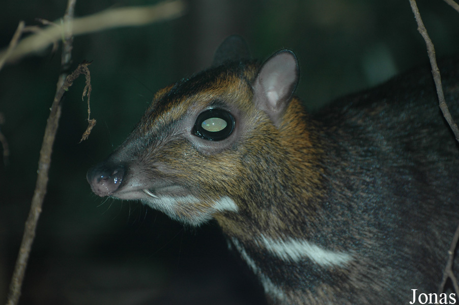 Tragulus nigricans