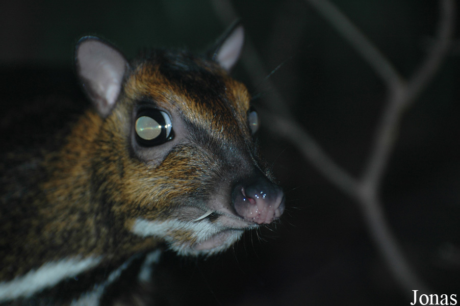 Tragulus nigricans