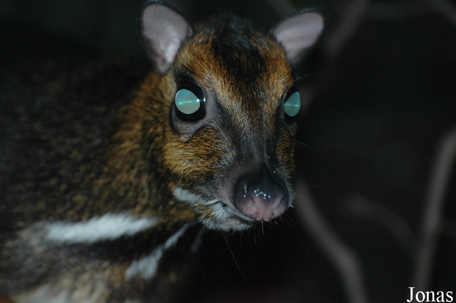 Tragulus nigricans