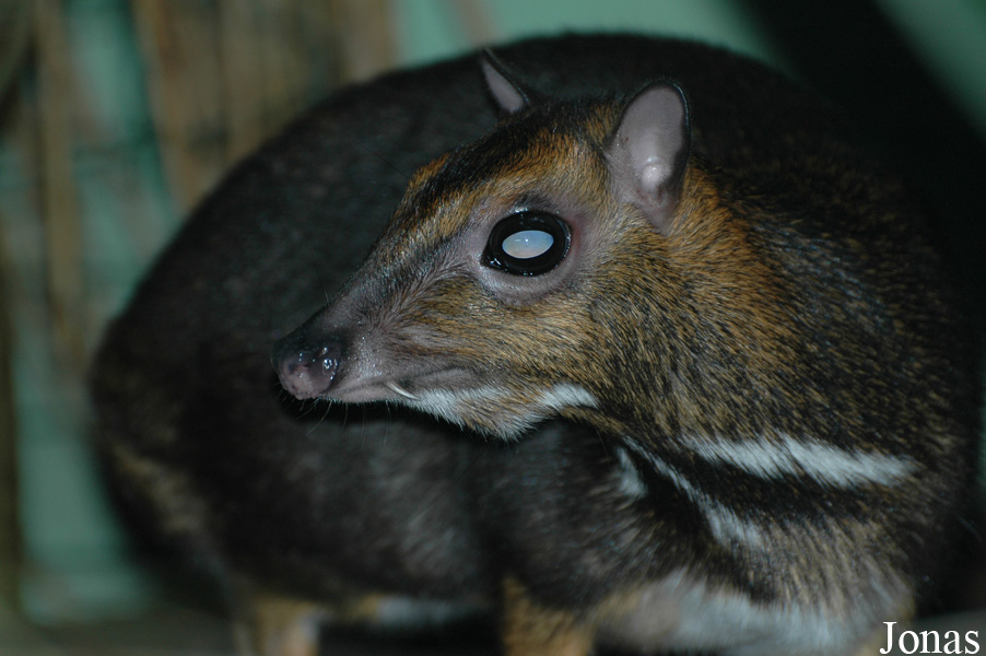 Tragulus nigricans