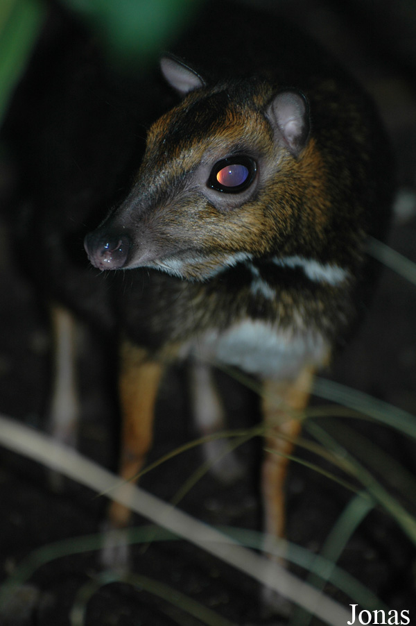 Tragulus nigricans