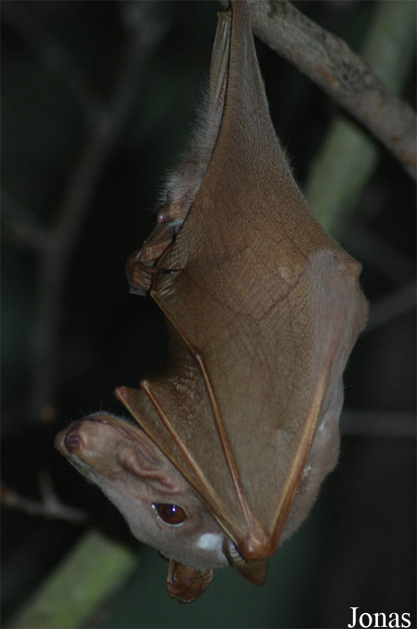 Epomophorus wahlbergi