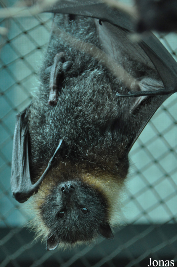 Pteropus poliocephalus