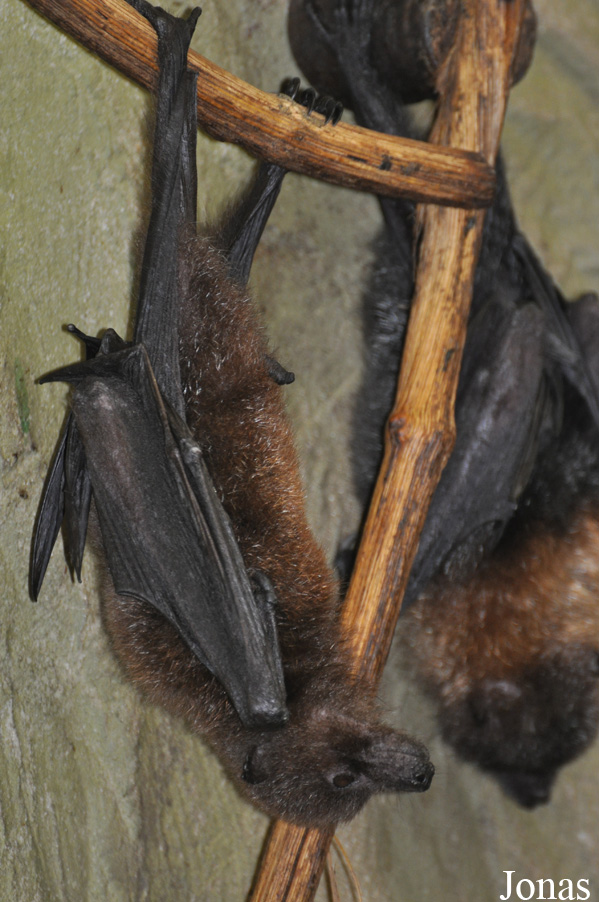Pteropus rodricensis