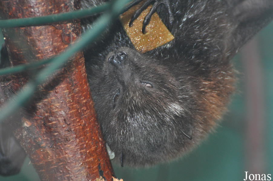 Pteropus rodricensis