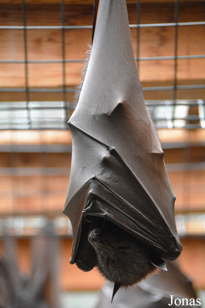 Pteropus vampyrus