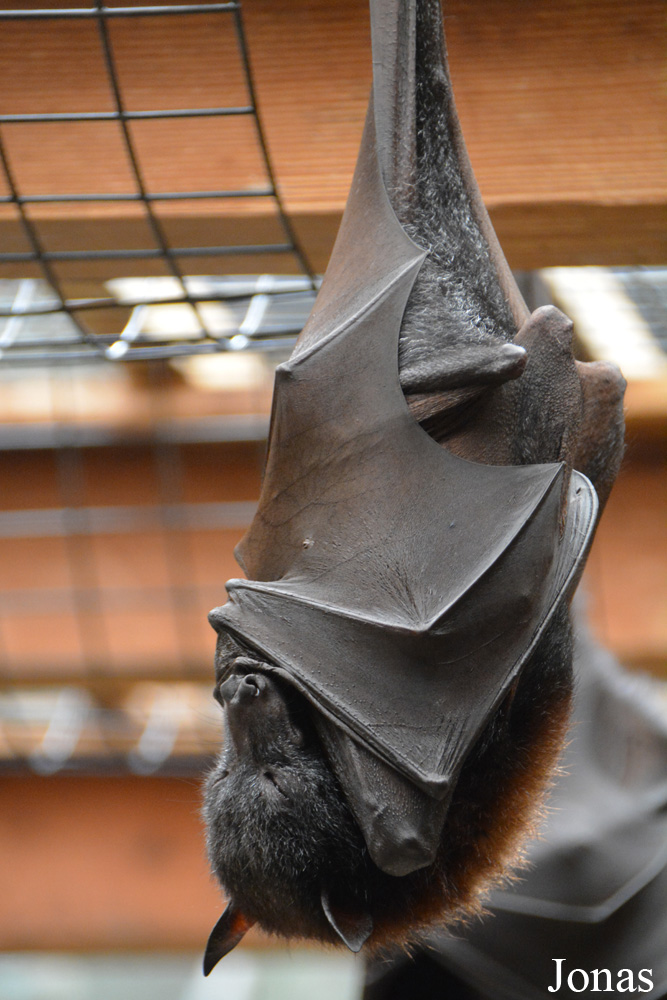 Pteropus vampyrus