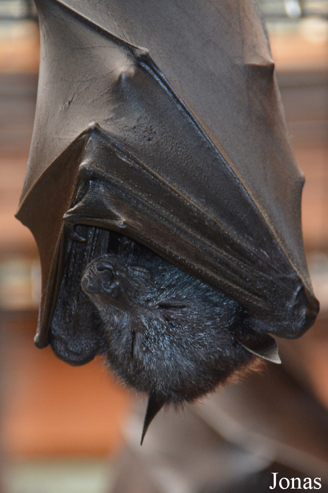 Pteropus vampyrus