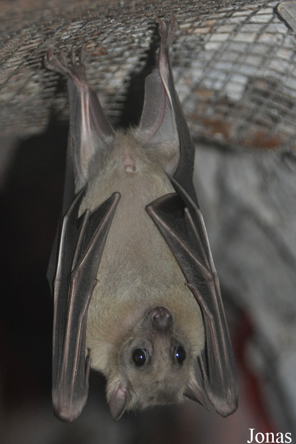 Rousettus aegyptiacus